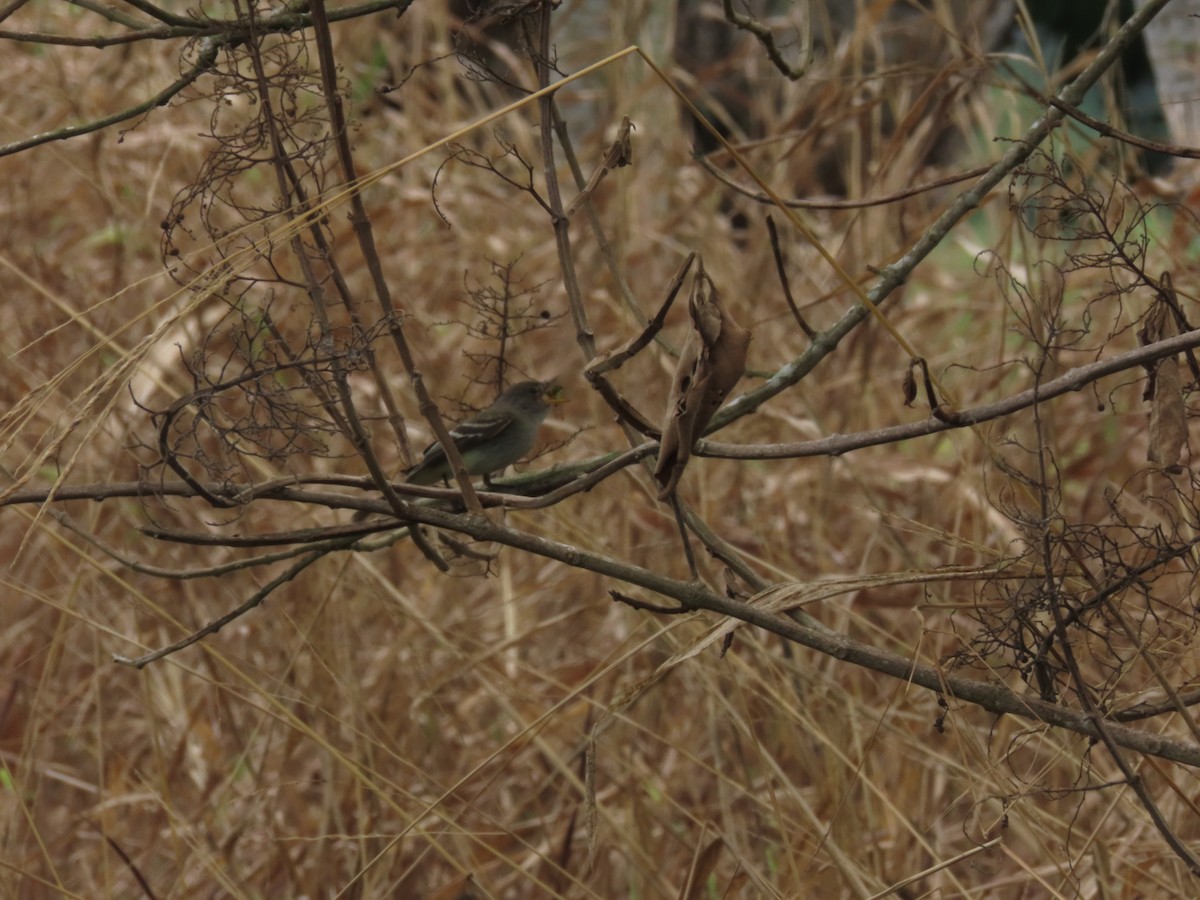 Moucherolle des aulnes ou M. des saules - ML643322038