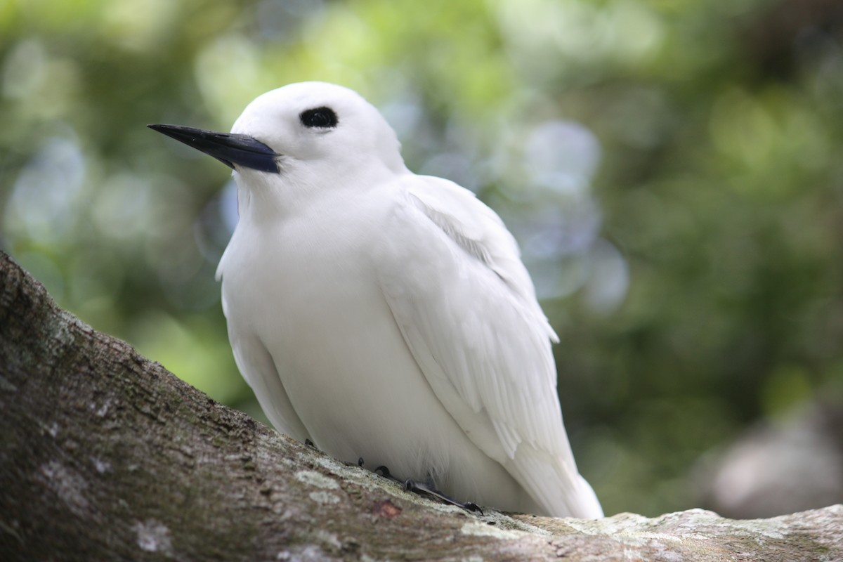 White Tern - ML643322043
