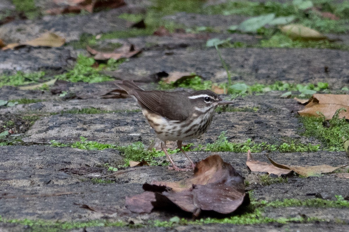 Louisiana Waterthrush - ML643322048