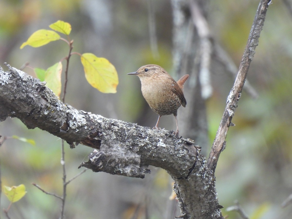 Winter Wren - ML643322083