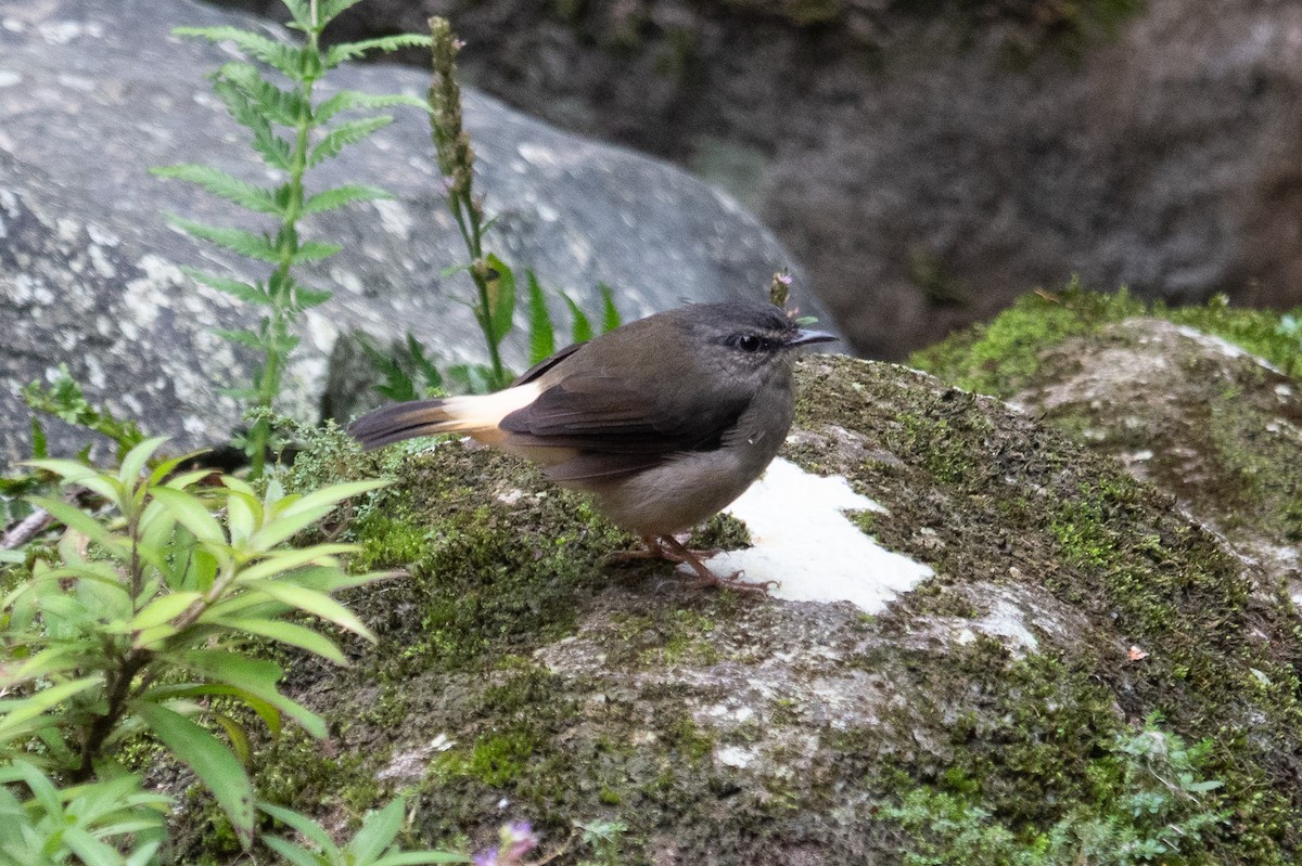 Buff-rumped Warbler - ML643322088