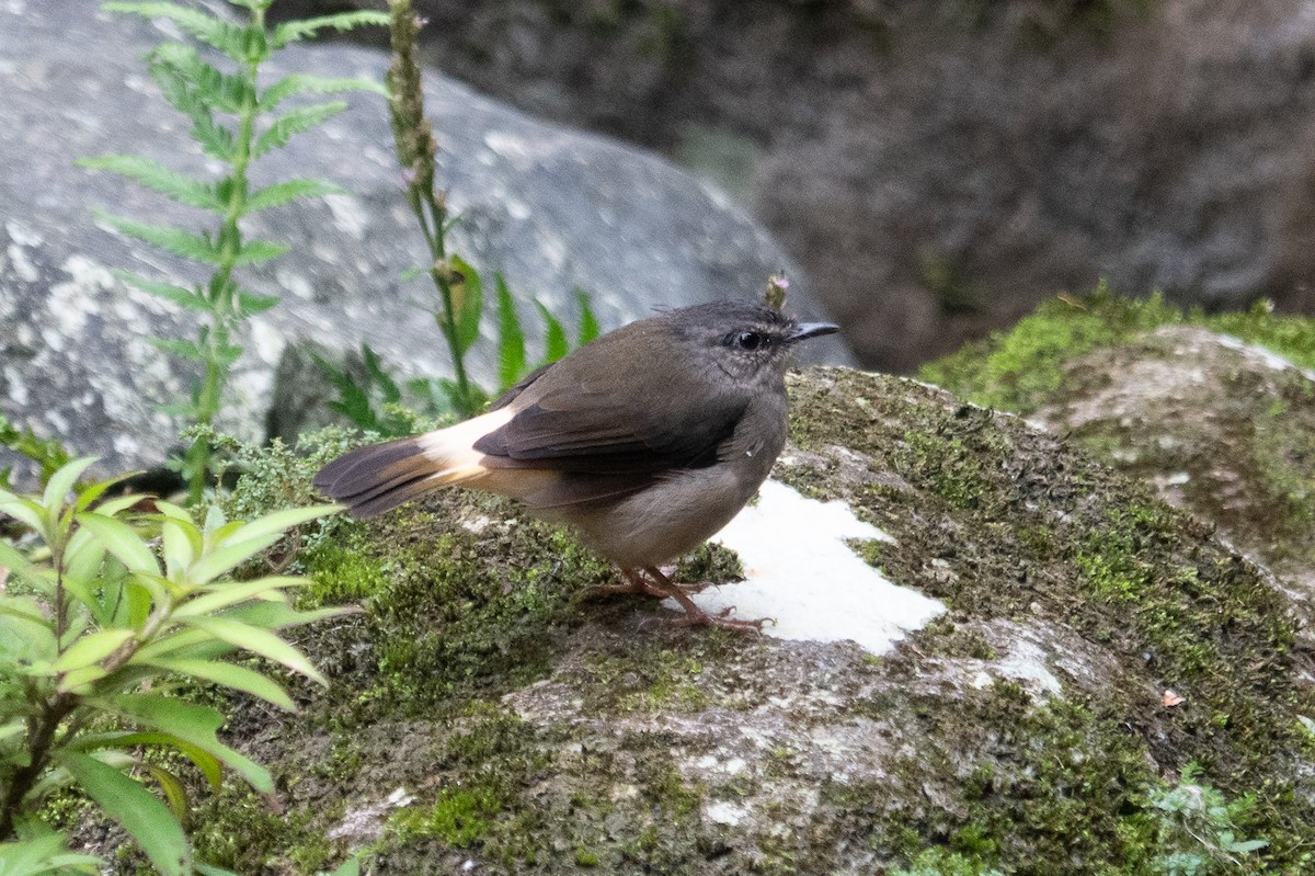 Buff-rumped Warbler - ML643322089