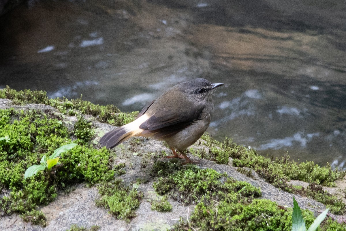 Buff-rumped Warbler - ML643322090