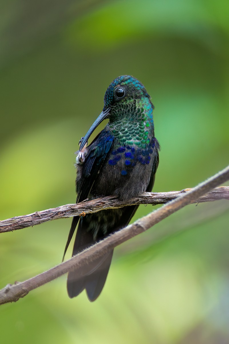 Crowned Woodnymph - ML643322113