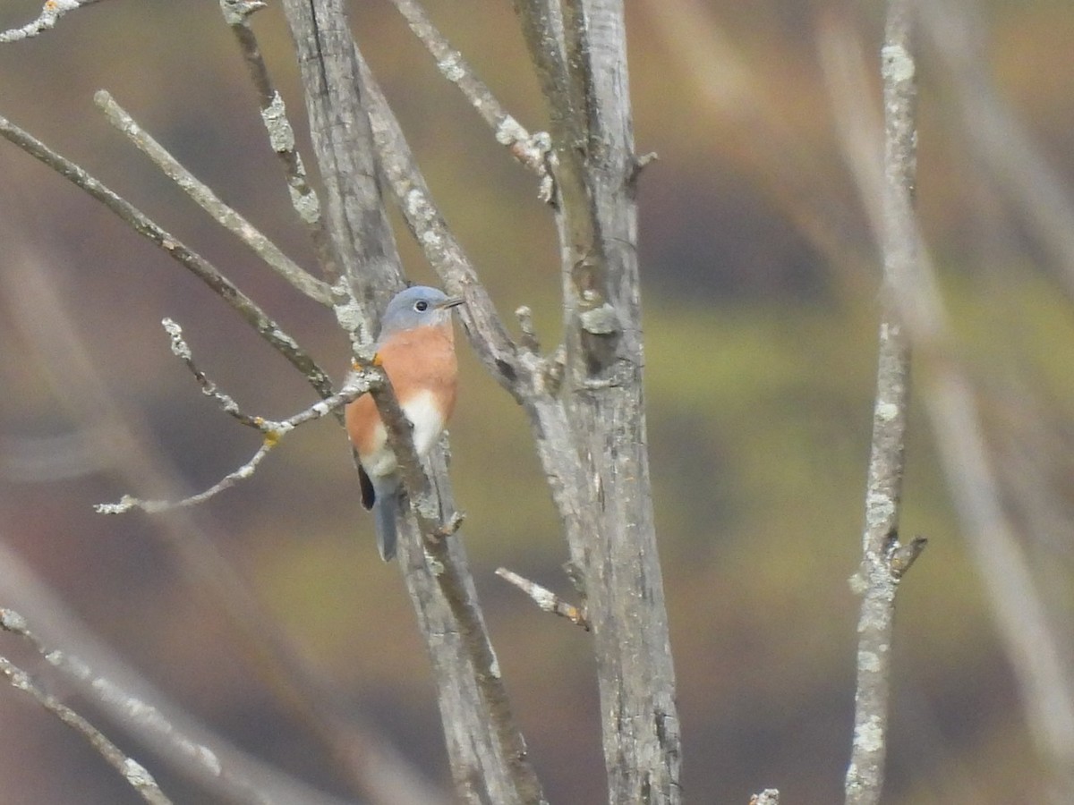 Eastern Bluebird - ML643322138