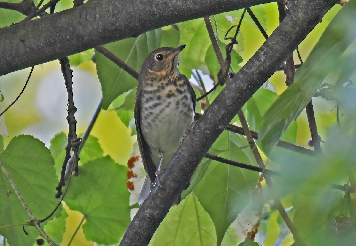 Swainson's Thrush - ML643322140