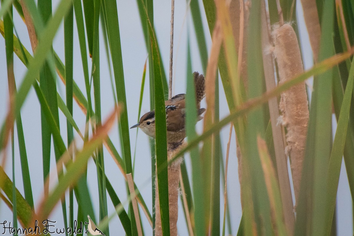 Marsh Wren - ML643322143