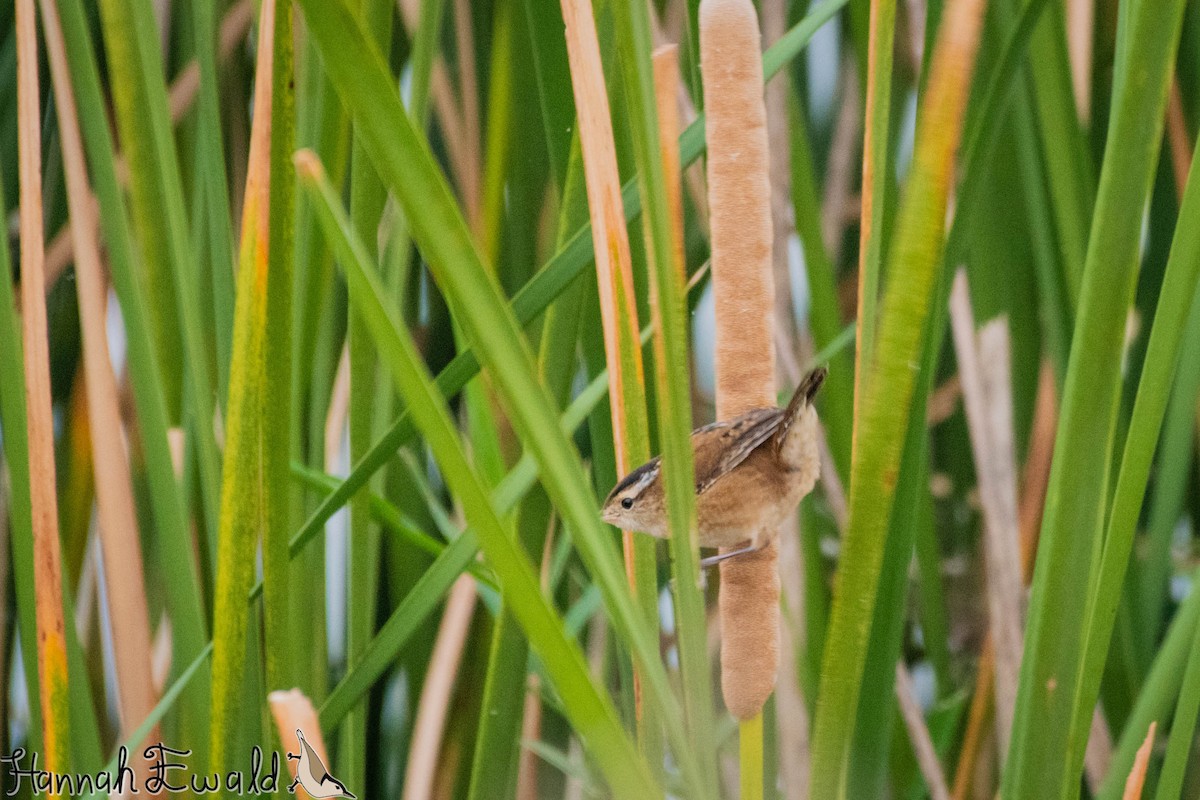 Marsh Wren - ML643322144