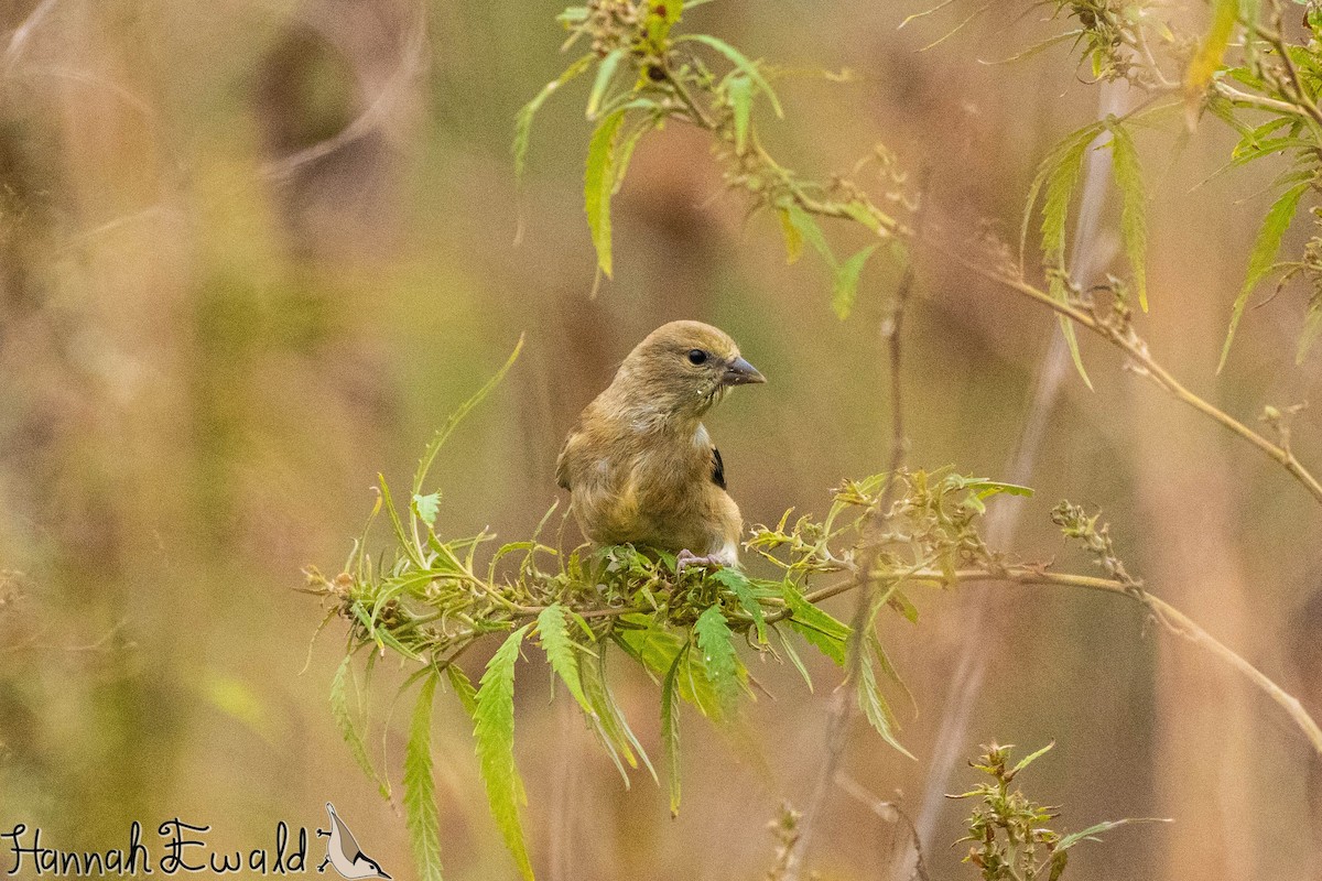 American Goldfinch - ML643322168