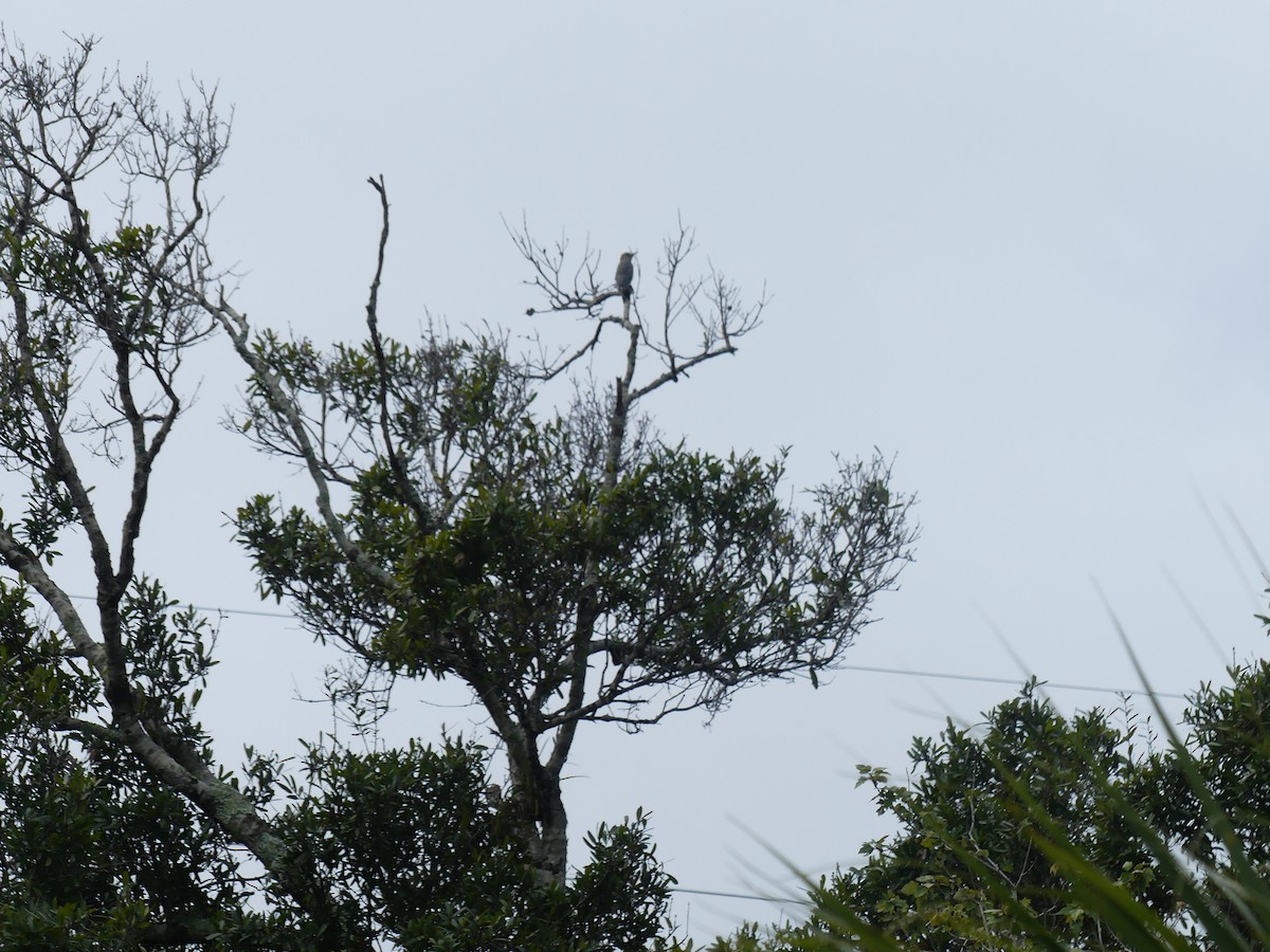 Pic à ventre roux - ML643322170