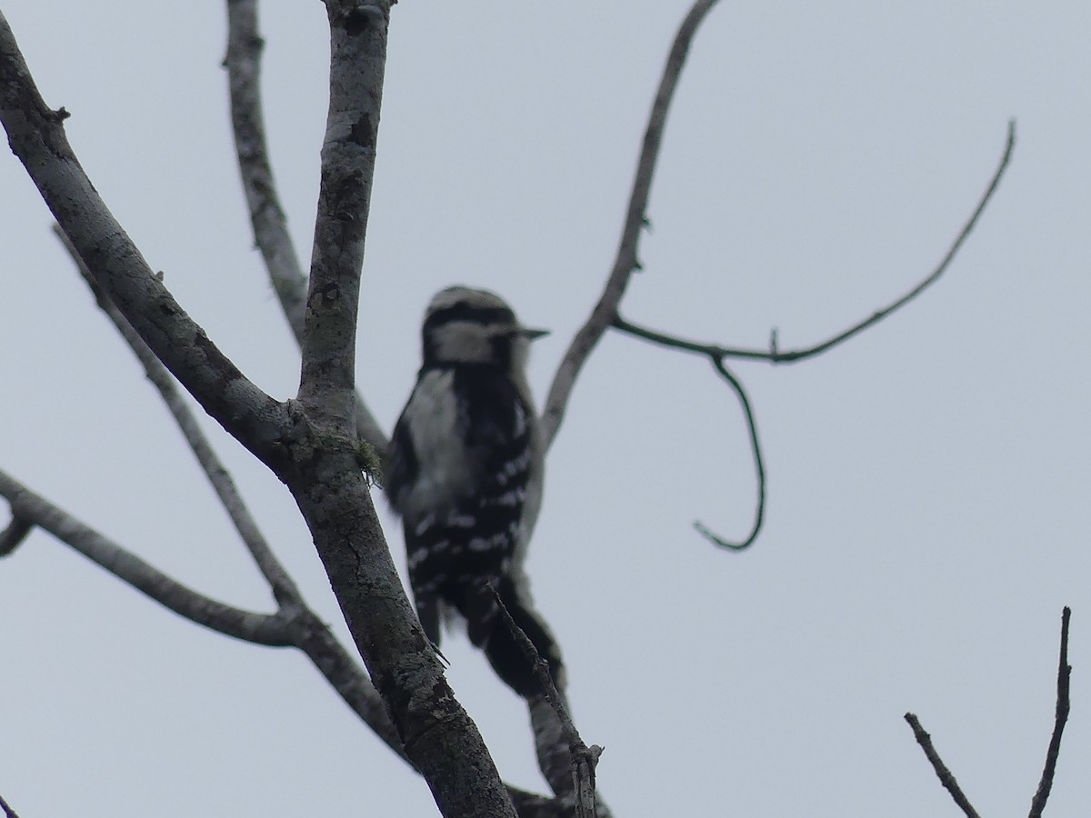 Pic mineur - ML643322221