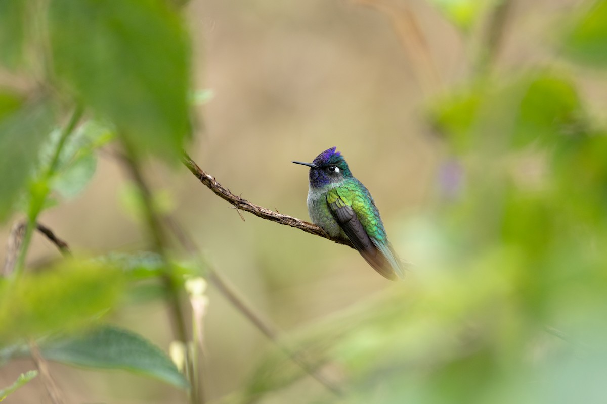 Violet-headed Hummingbird - ML643322241