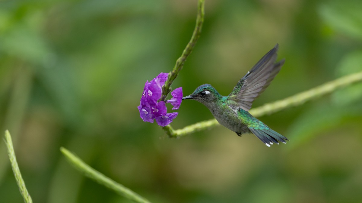 Violet-headed Hummingbird - ML643322242