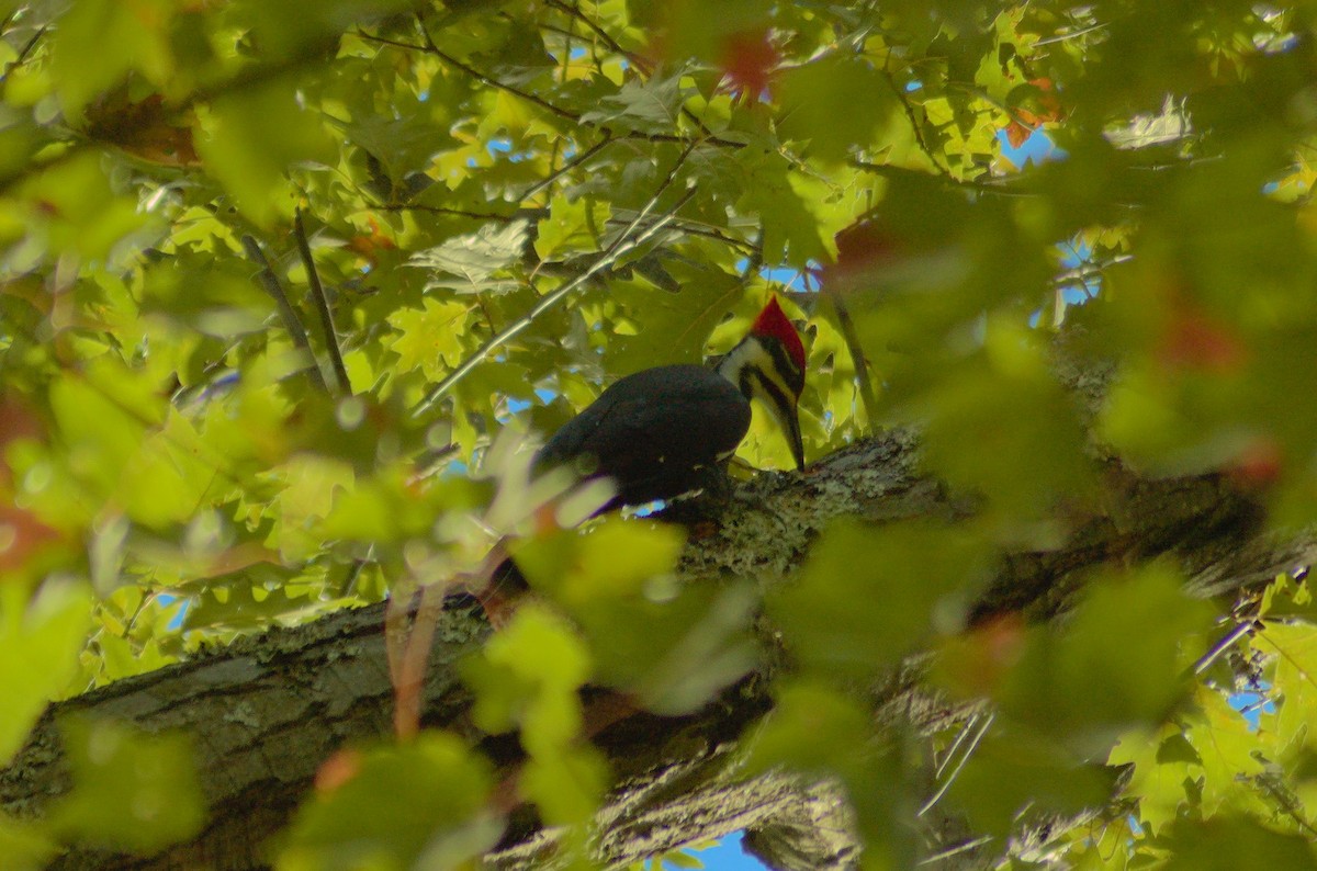 Жовна північна - ML643322243
