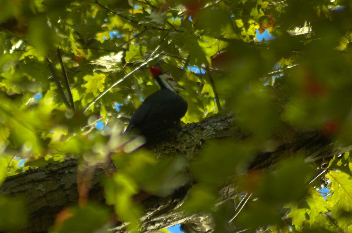 Жовна північна - ML643322269