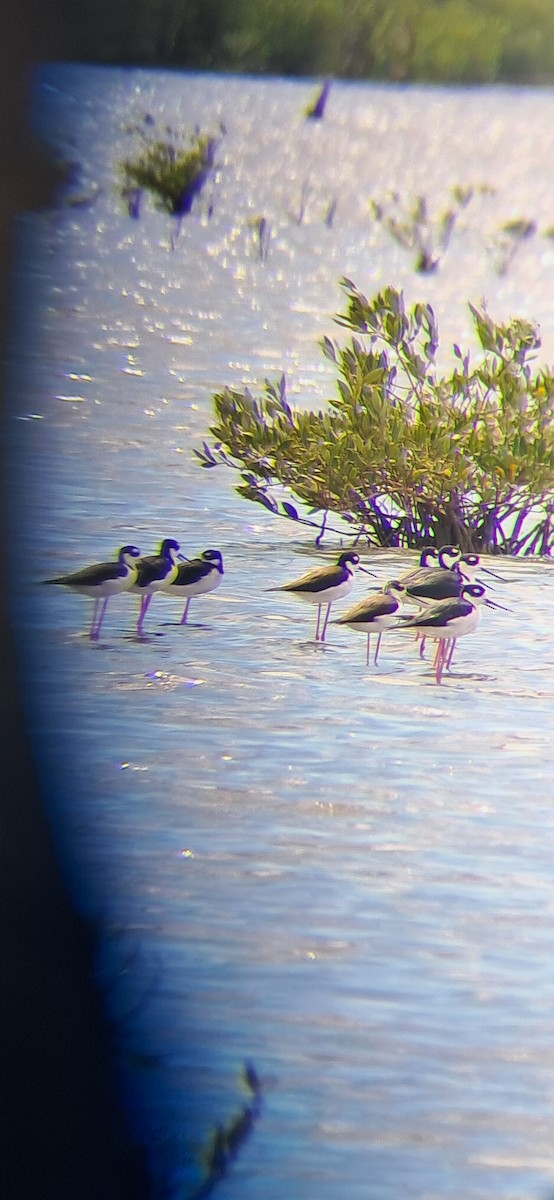 Black-necked Stilt - ML643322272