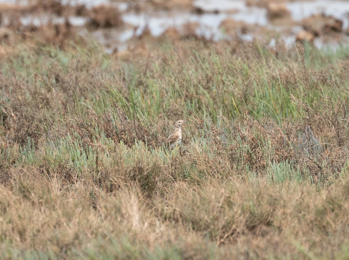 Australian Pipit - ML643322278