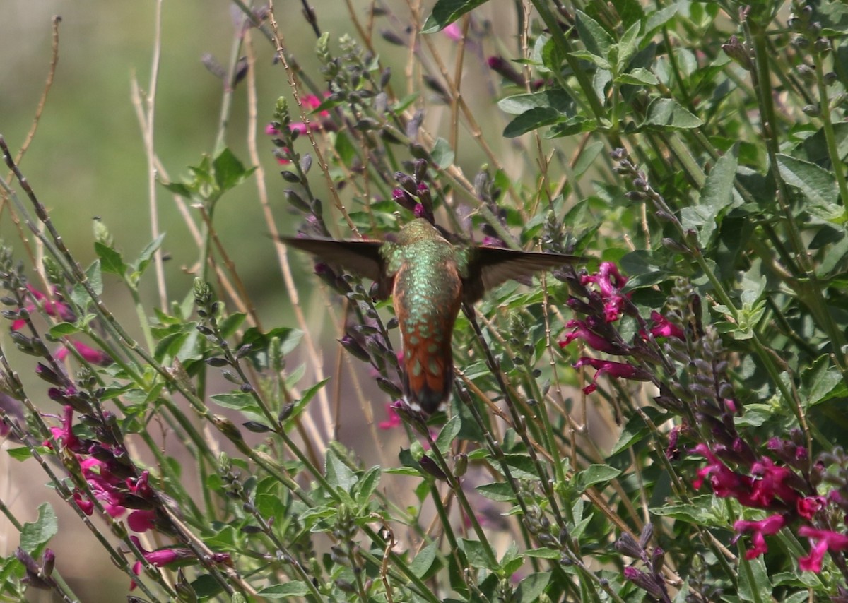 Rufous Hummingbird - ML643322290