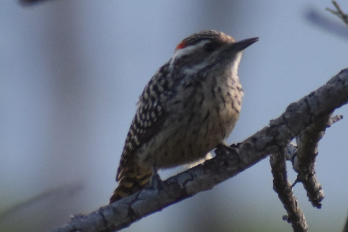 Checkered Woodpecker - ML643322342