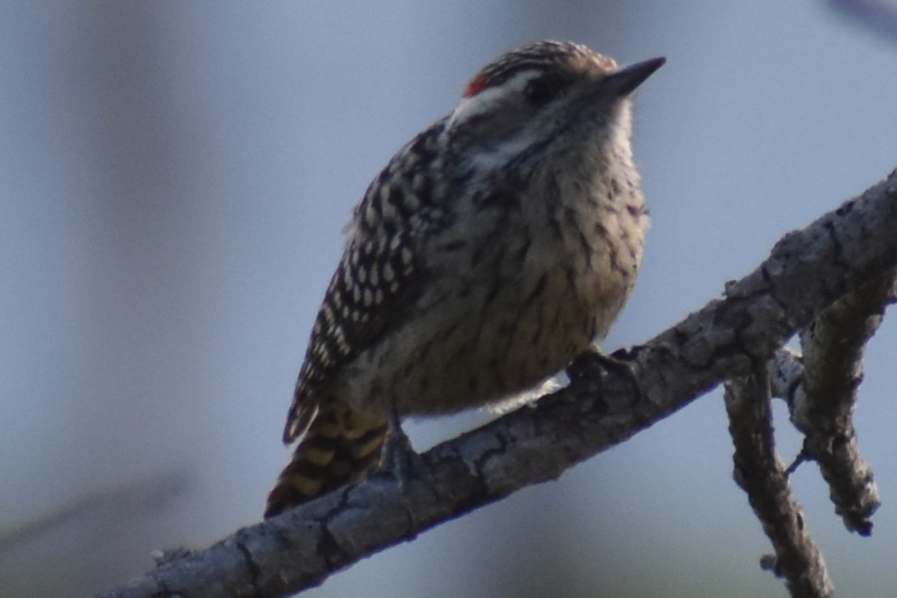Checkered Woodpecker - ML643322344