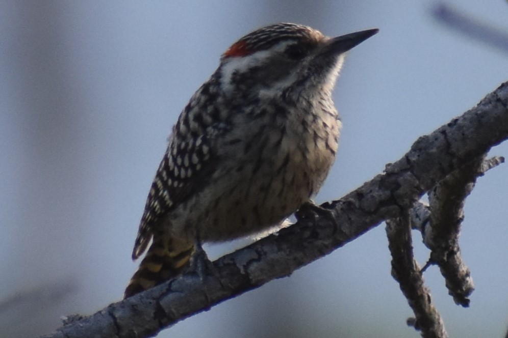 Checkered Woodpecker - ML643322345