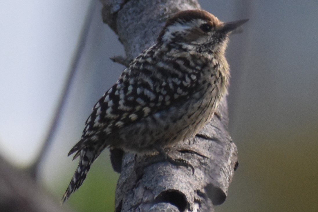 Checkered Woodpecker - ML643322346