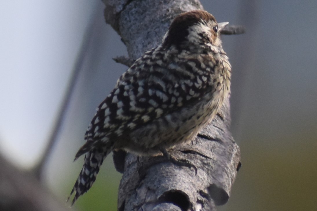 Checkered Woodpecker - ML643322347
