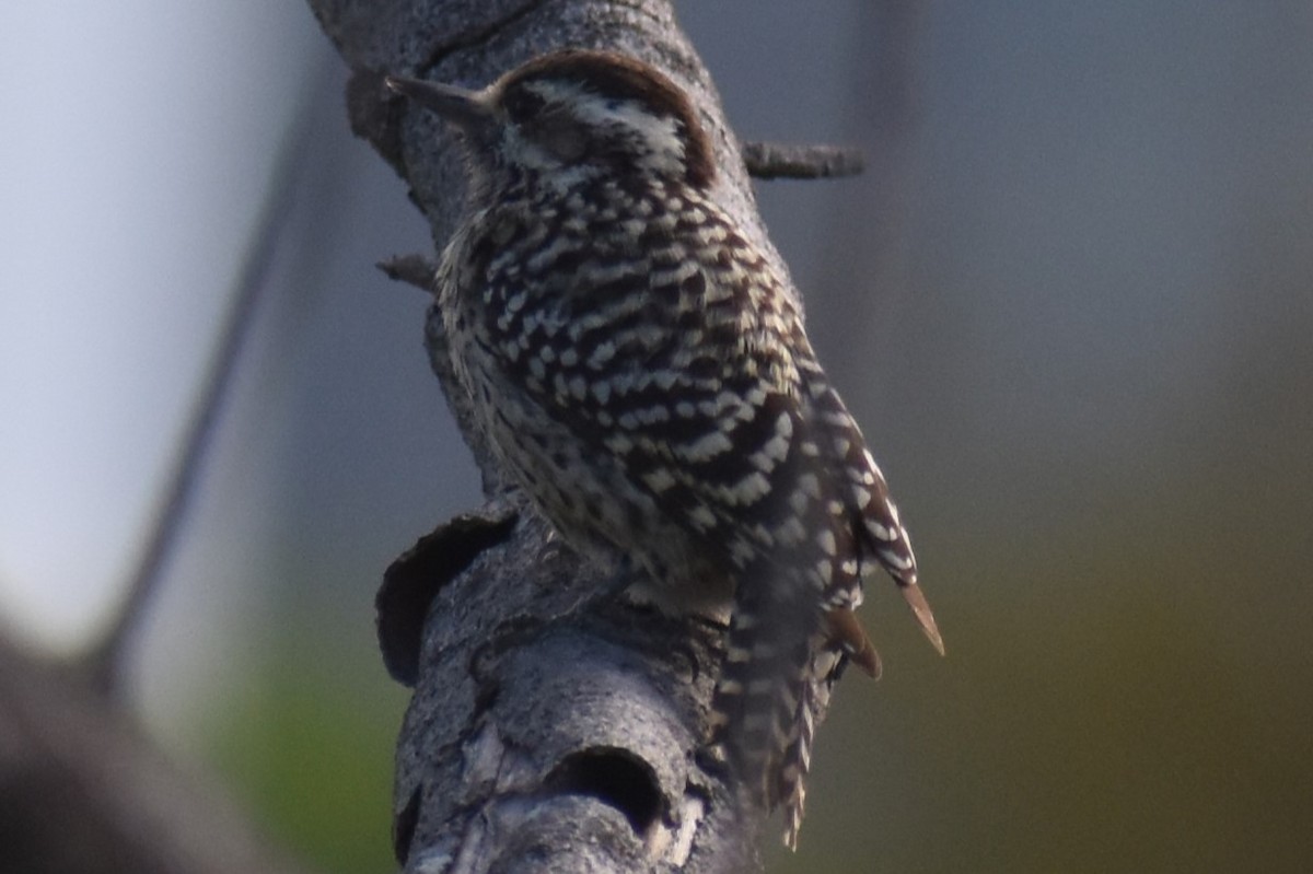 Checkered Woodpecker - ML643322348