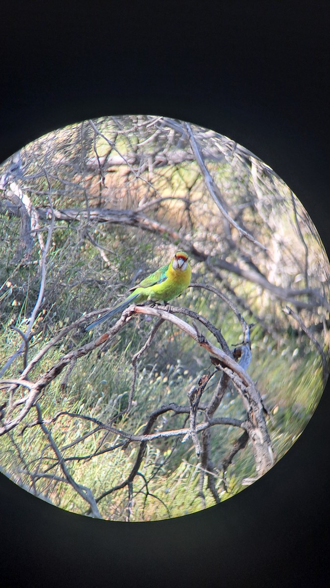 Australian Ringneck - ML643322350