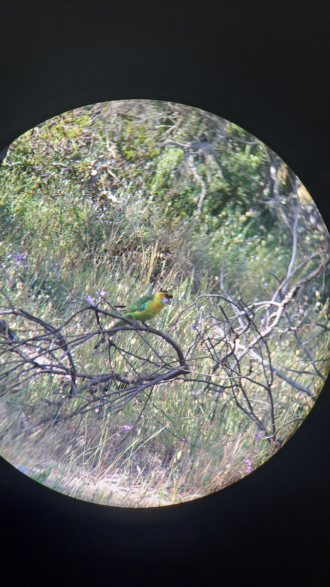Australian Ringneck - ML643322351