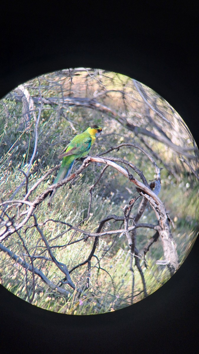Australian Ringneck - ML643322353