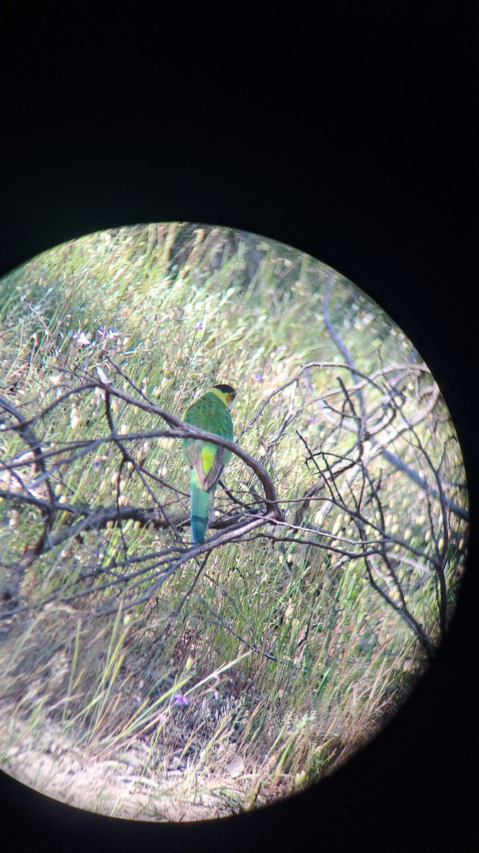Australian Ringneck - ML643322354