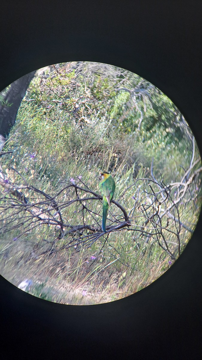 Australian Ringneck - ML643322355