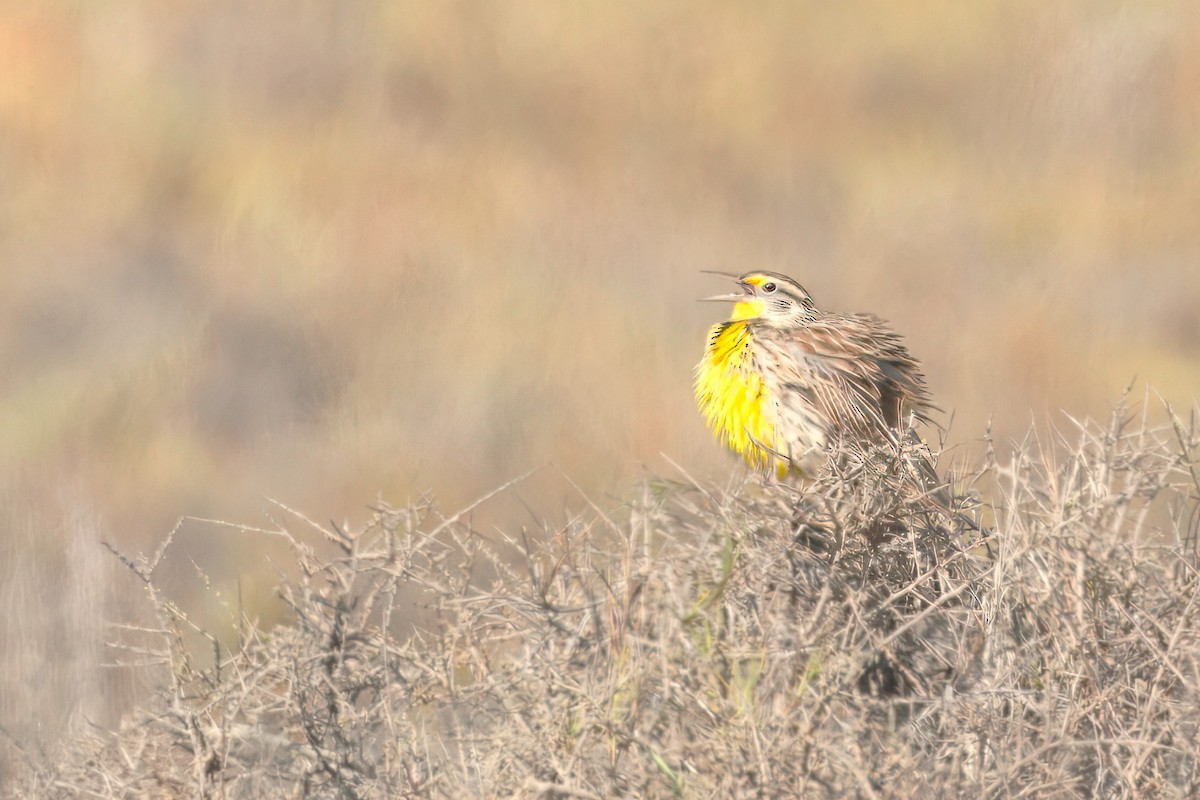 Western Meadowlark - ML643322365