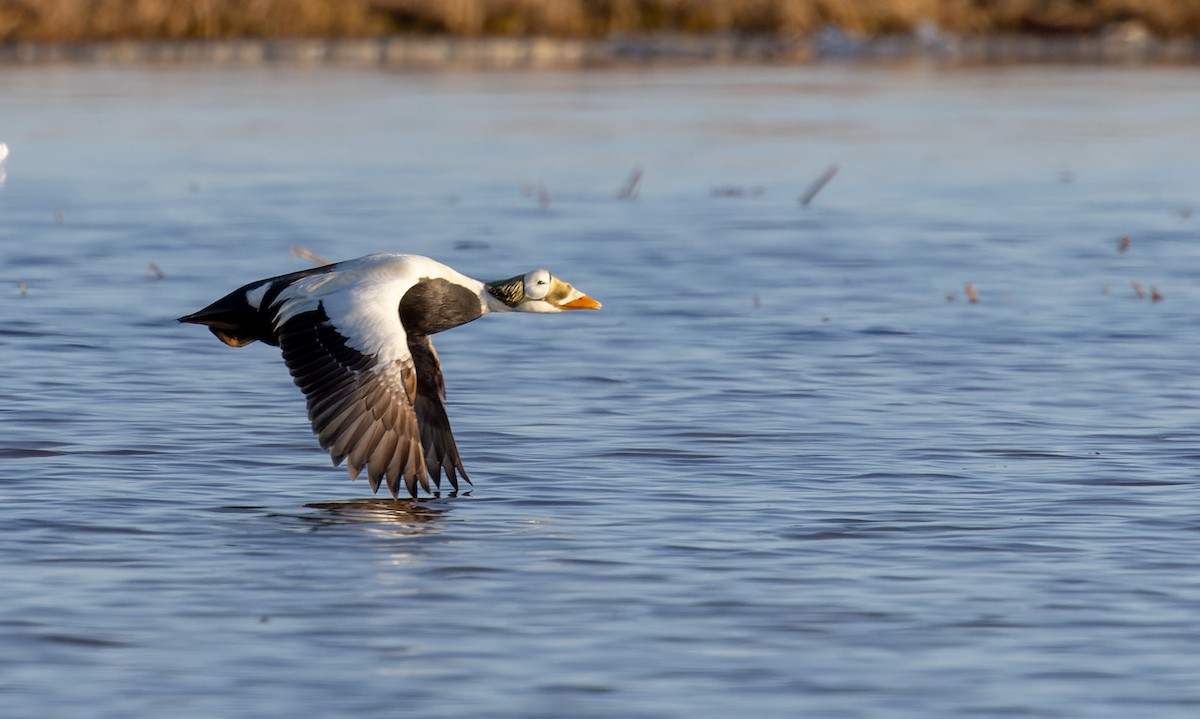 Spectacled Eider - ML643322391