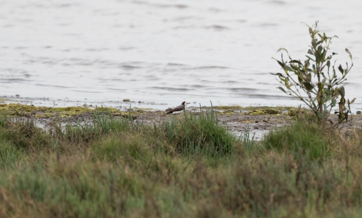 White-fronted Chat - ML643322393