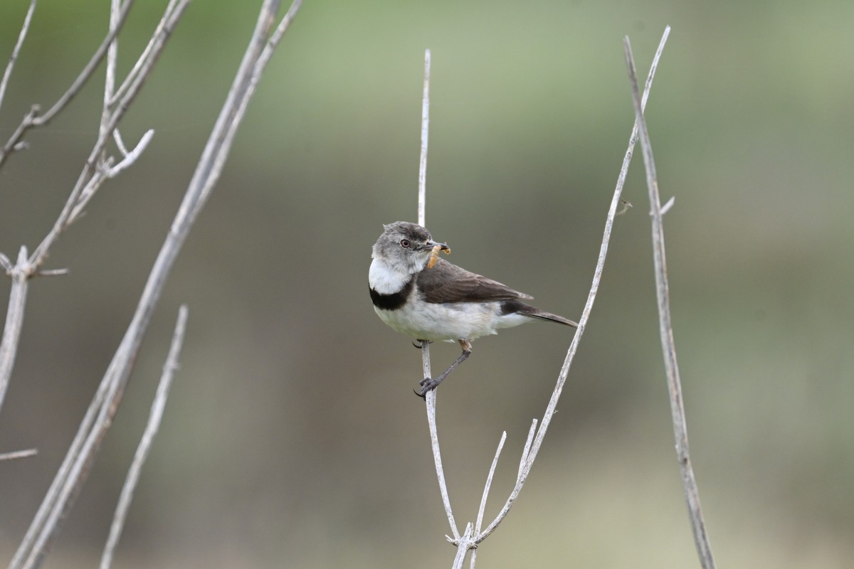 White-fronted Chat - ML643322395