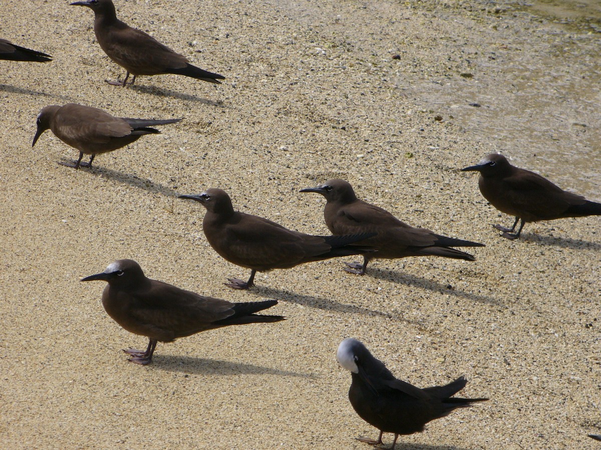 Brown Noddy - ML643322401
