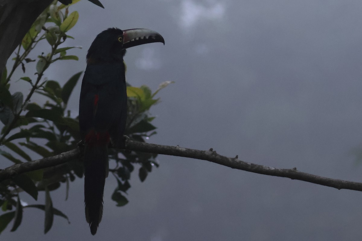 Collared Aracari - ML643322403