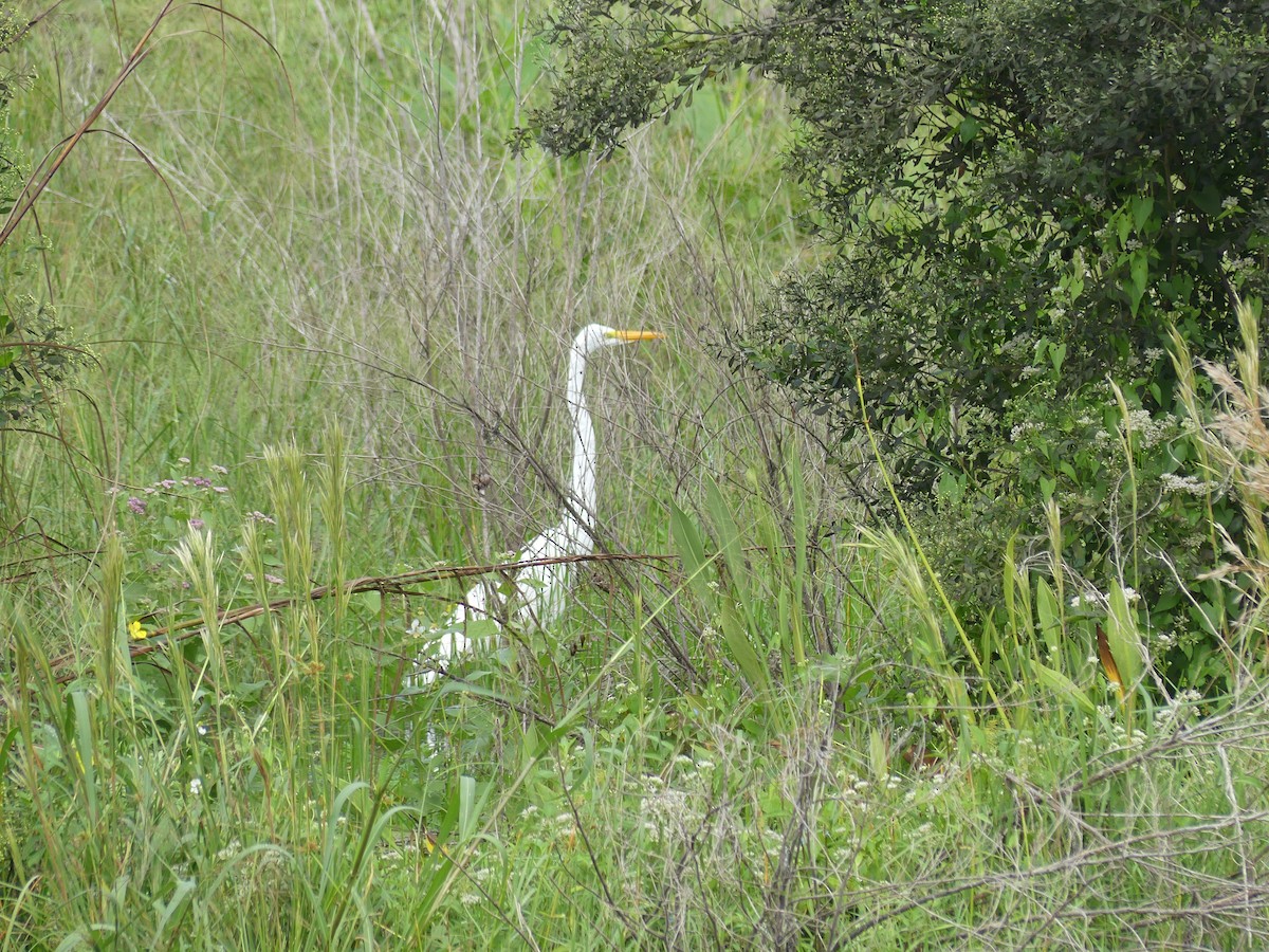 Grande Aigrette - ML643322415
