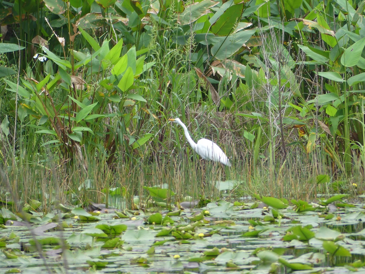 Grande Aigrette - ML643322416