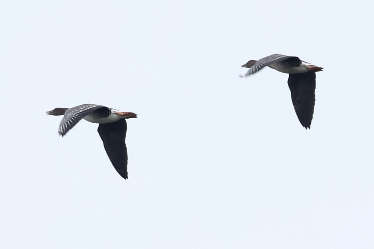 Tundra Bean-Goose - ML643322427