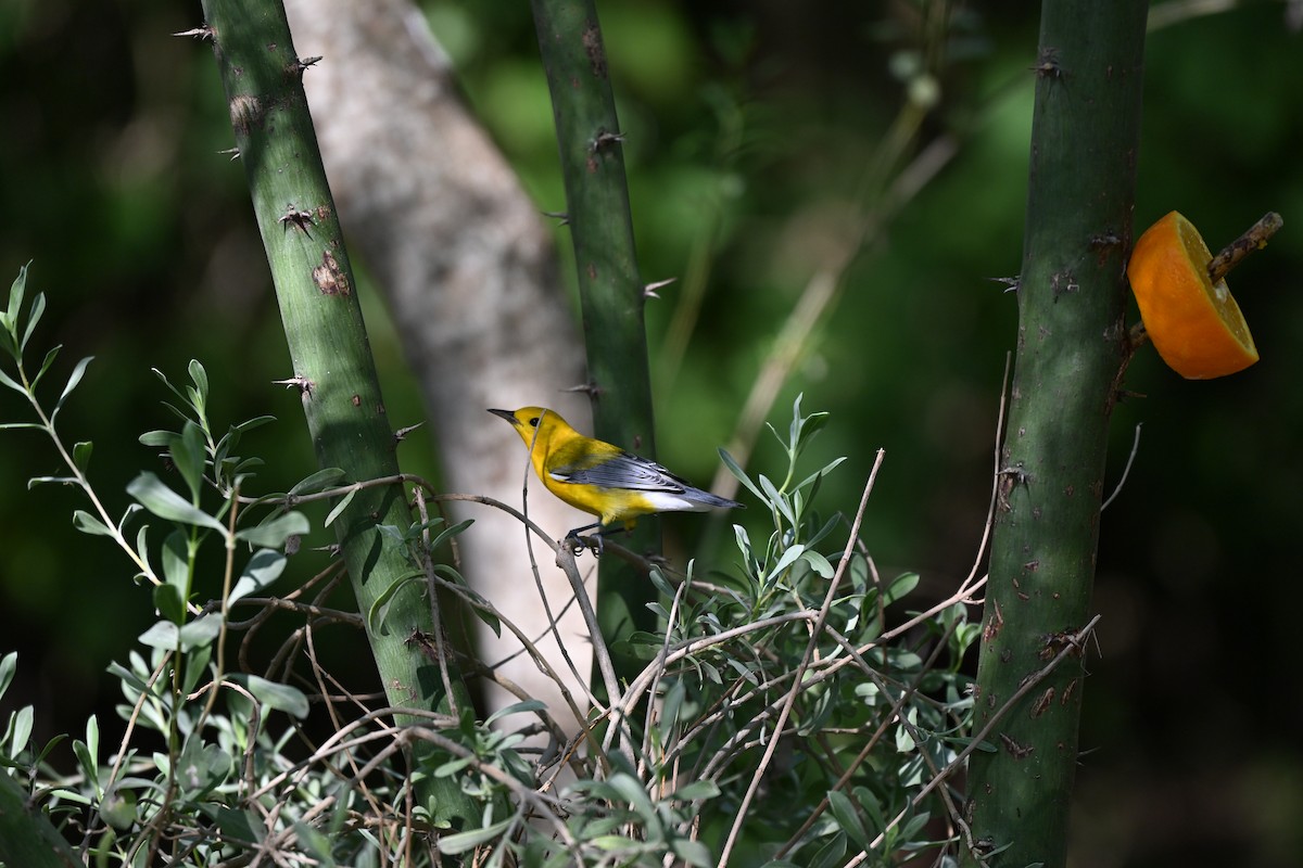 Prothonotary Warbler - ML643322428