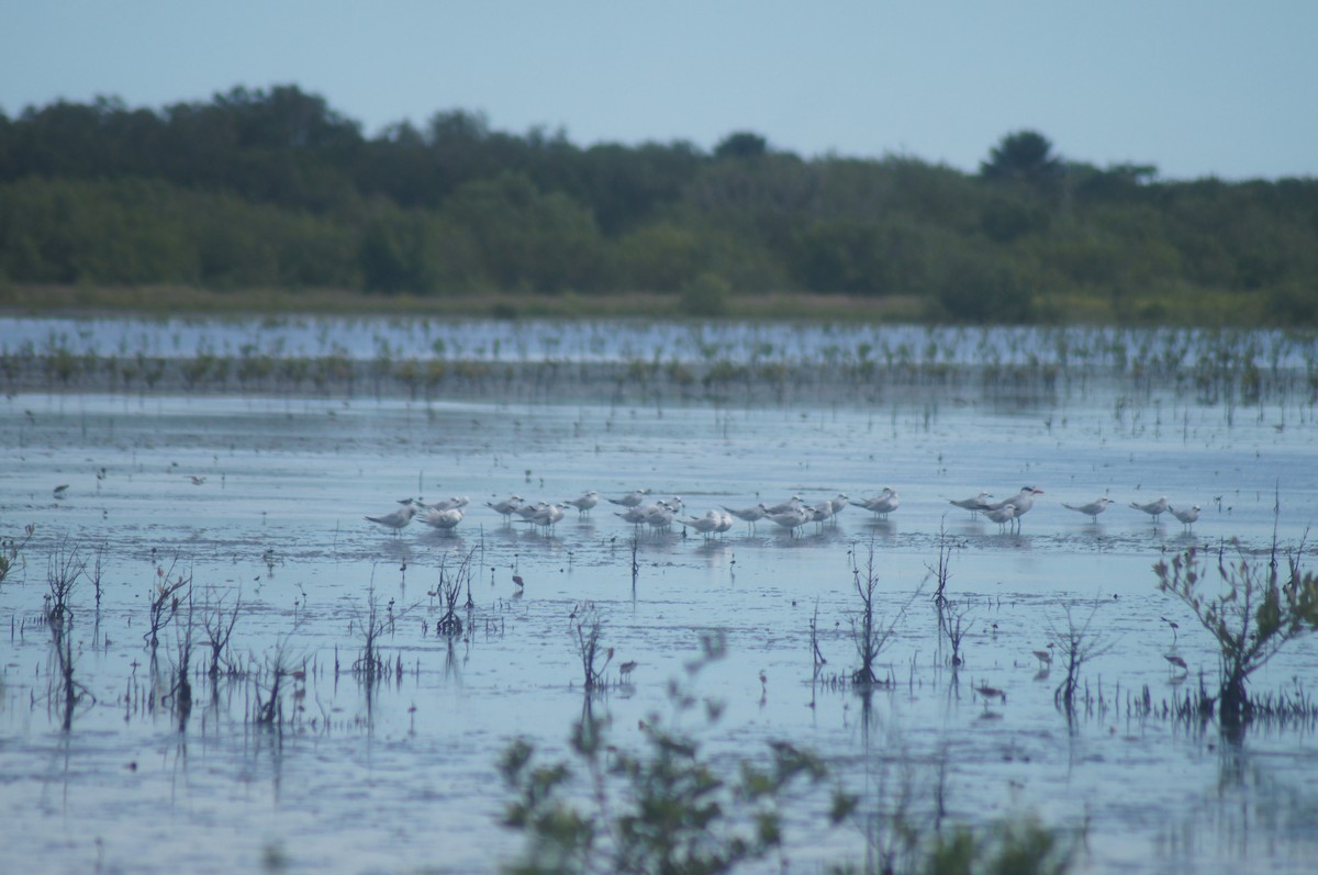 Gull-billed Tern - ML643322431