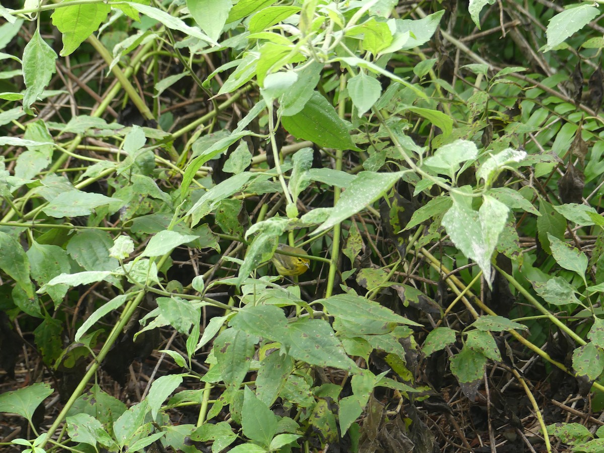 Paruline des prés - ML643322445