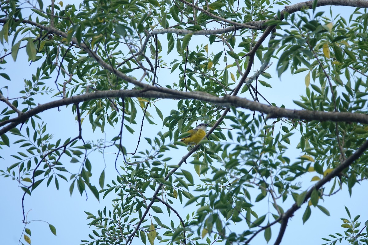Gray-chinned Minivet - ML643322449
