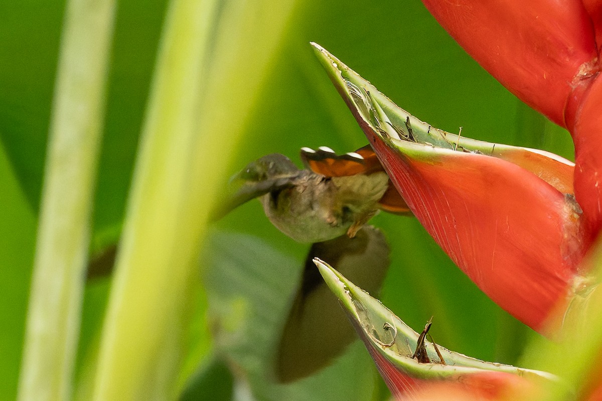 Rufous-breasted Hermit - ML643322453