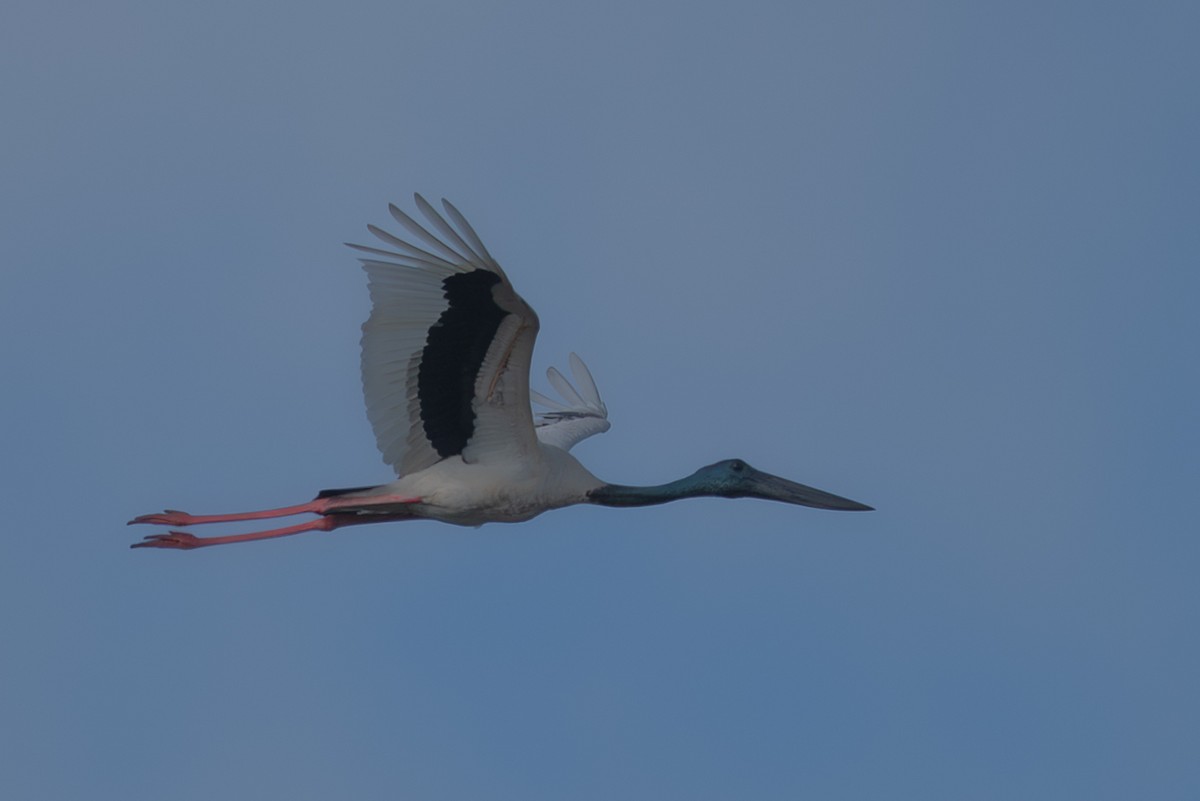 Riesenstorch - ML643322454