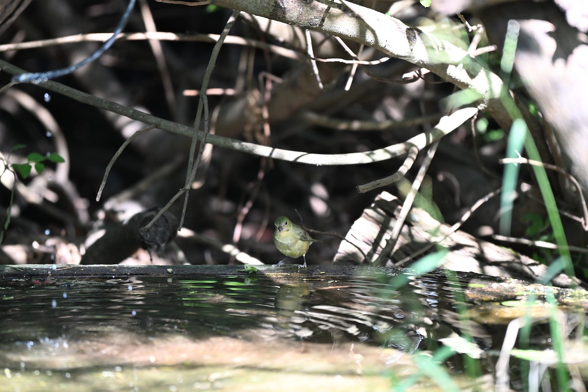 Painted Bunting - ML643322475
