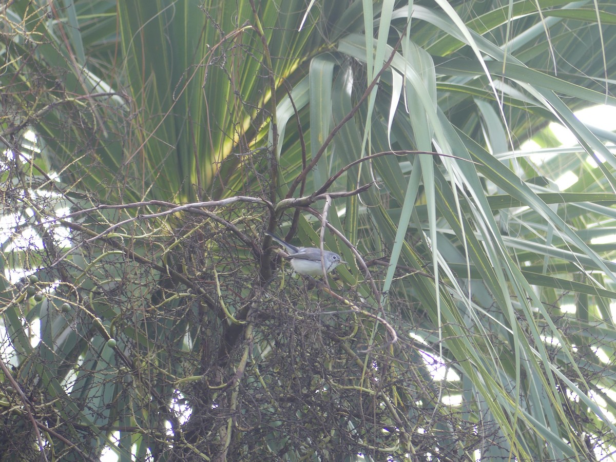 Gobemoucheron gris-bleu - ML643322492